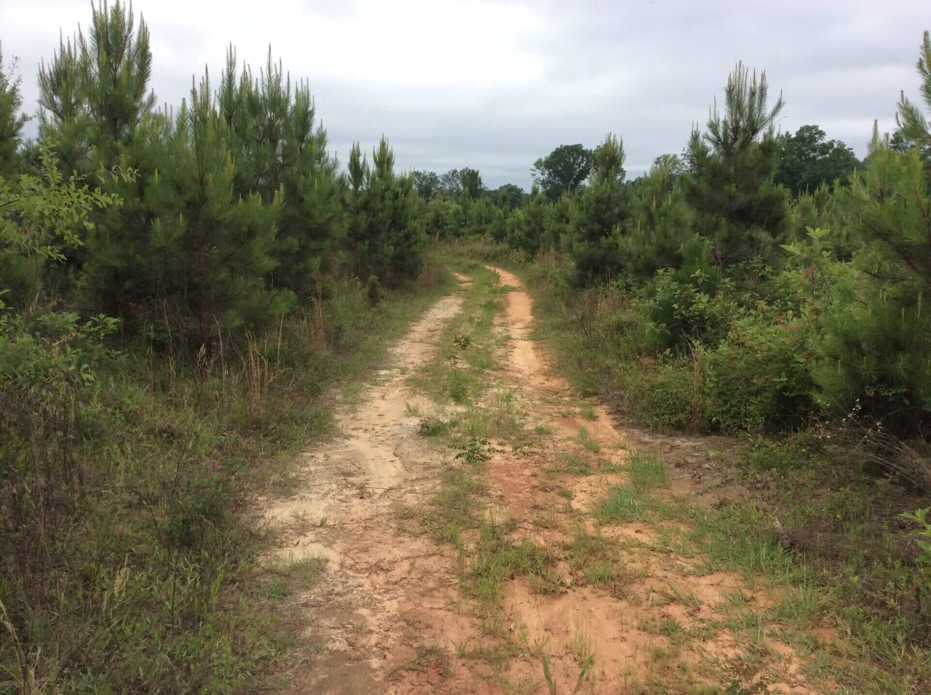 POND CREEK RD LOT 2 LUVERNE, ALABAMA Butler Land & Timber Co