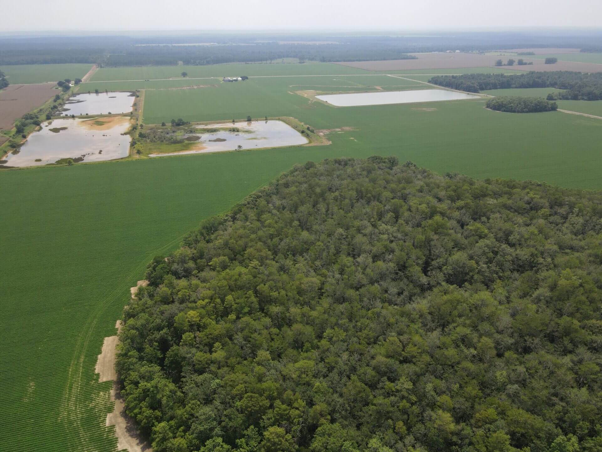 HIGHWAY 99 FARM 115 ACRES MCDAVID, FLORIDA Butler Land & Timber Co