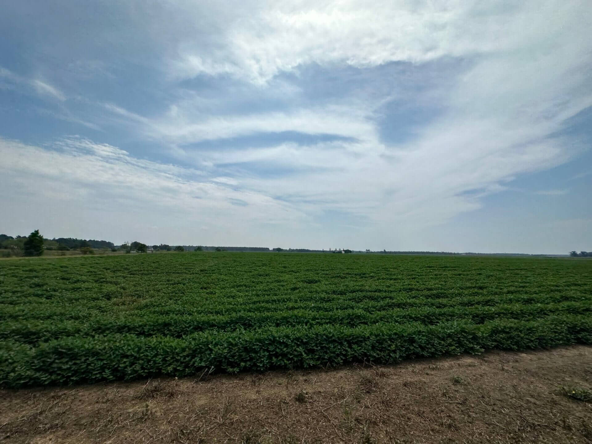 HIGHWAY 99 FARM 115 ACRES MCDAVID, FLORIDA Butler Land & Timber Co