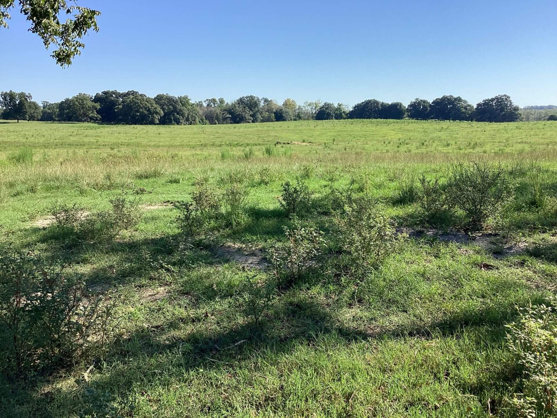 BAGENTS IVY CREEK CHURCH RD CATTLE FARM – 130 ACRES – RUTLEDGE, ALABAMA ...