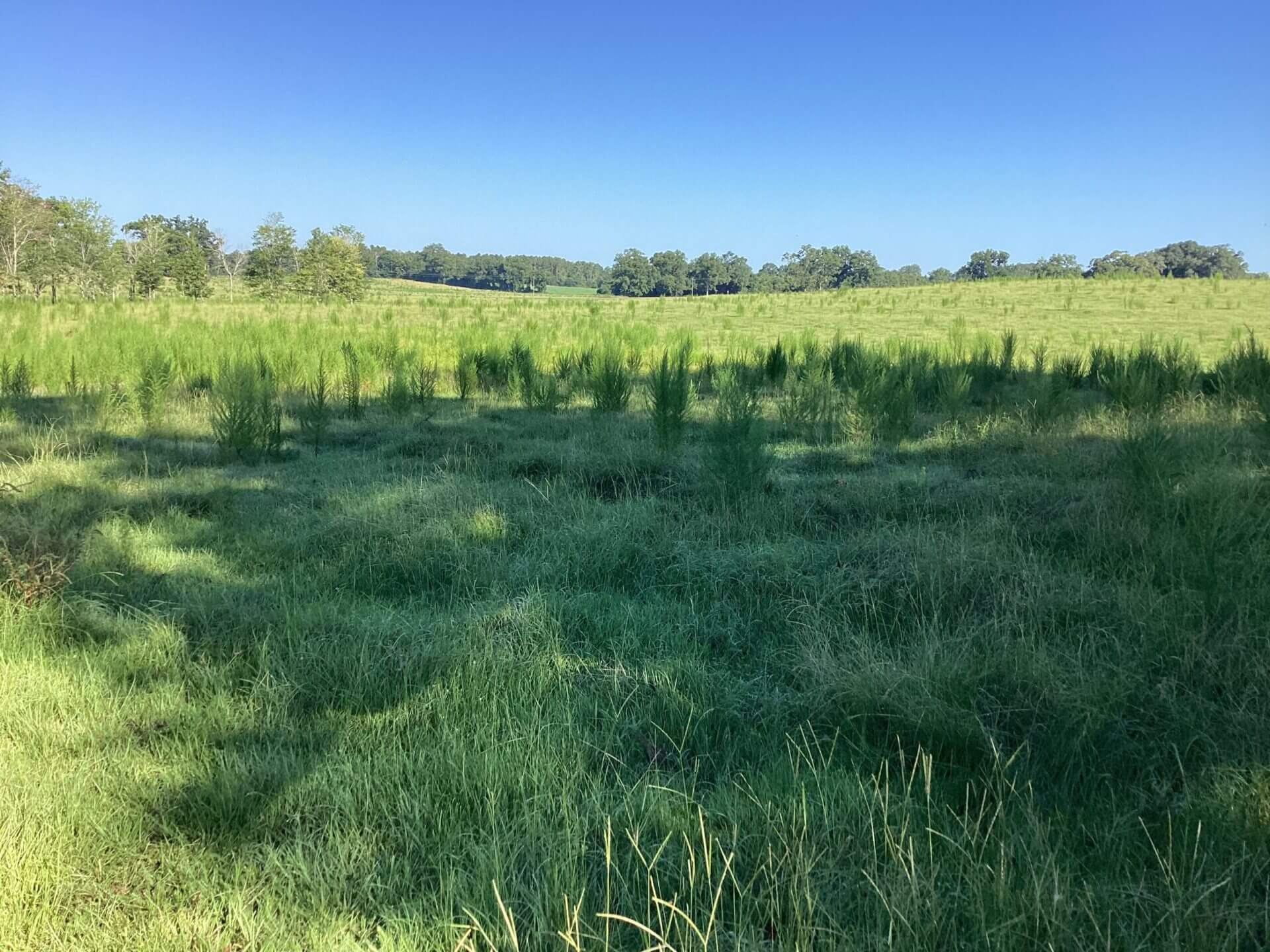 BAGENTS IVY CREEK CHURCH RD CATTLE FARM – 130 ACRES – RUTLEDGE, ALABAMA ...