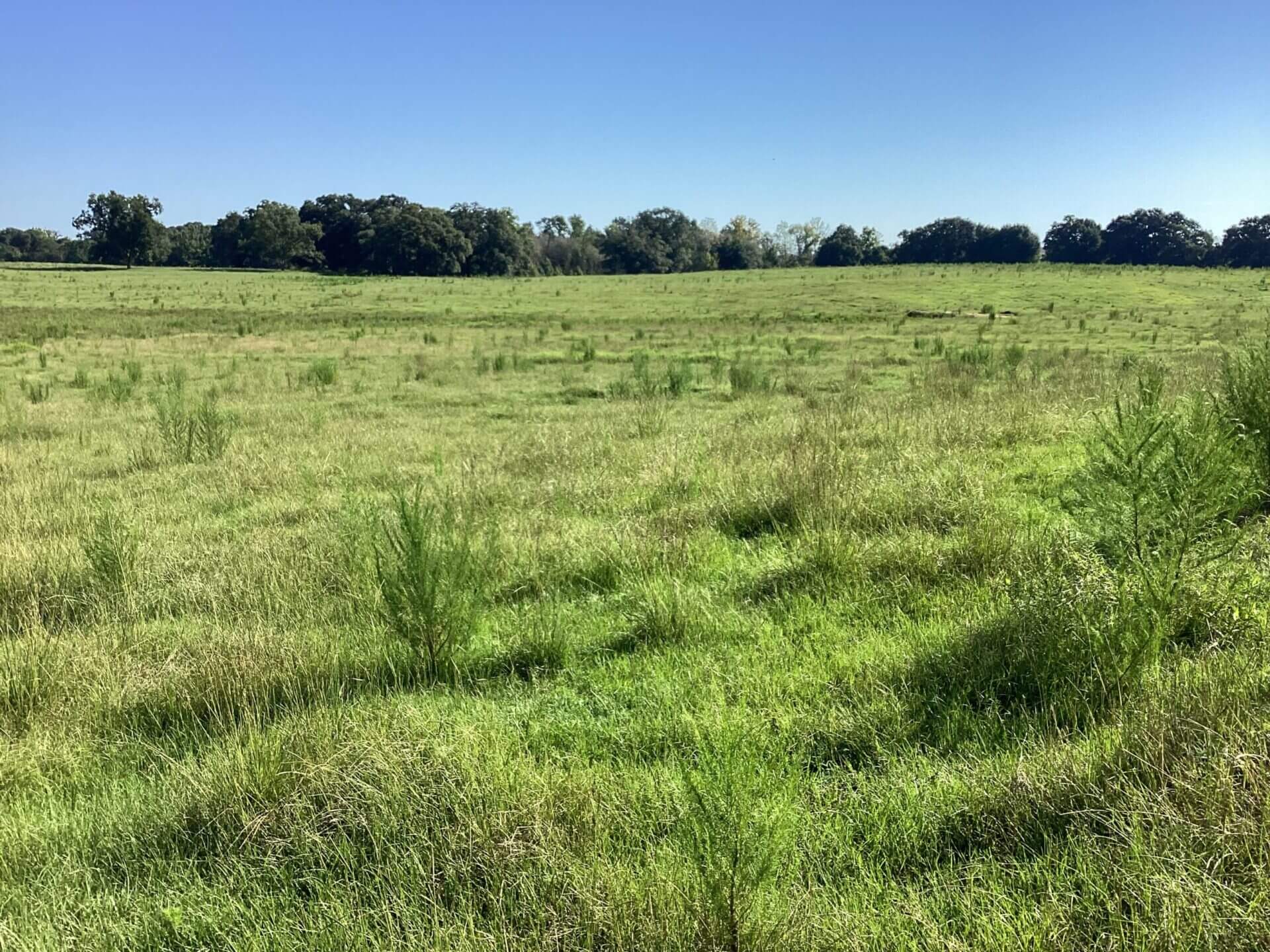 BAGENTS IVY CREEK CHURCH RD CATTLE FARM – 130 ACRES – RUTLEDGE, ALABAMA ...