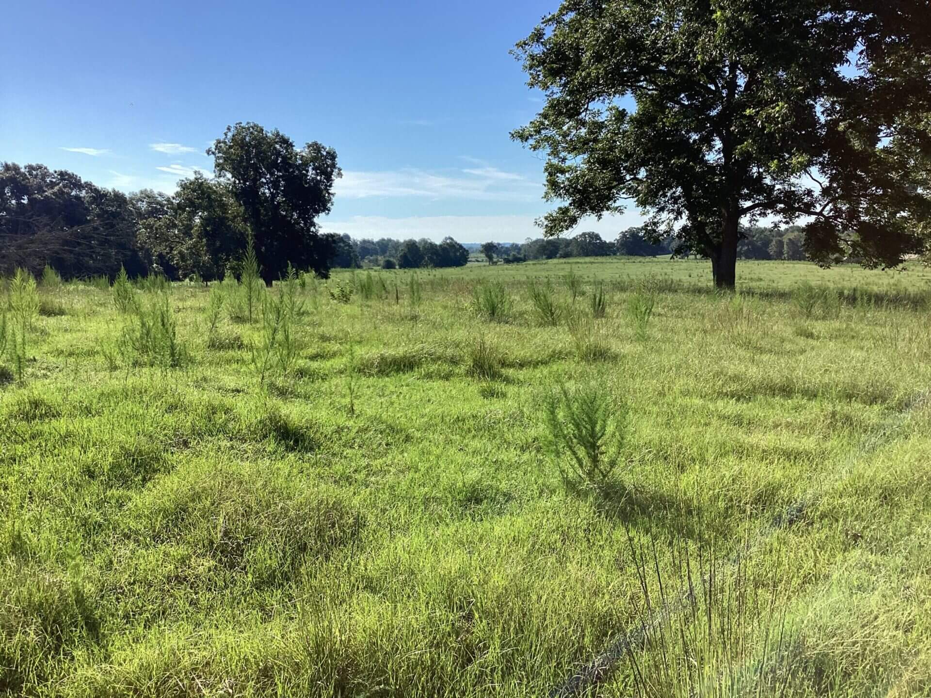BAGENTS IVY CREEK CHURCH RD CATTLE FARM 130 ACRES RUTLEDGE, ALABAMA Butler Land & Timber Co
