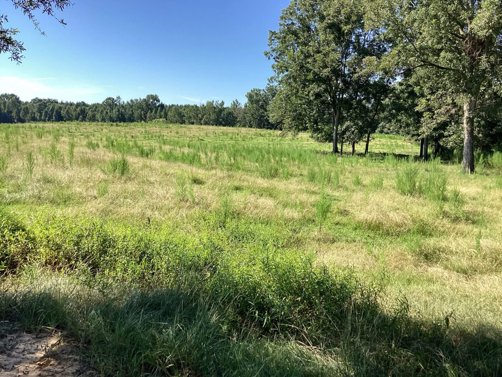 BAGENTS IVY CREEK CHURCH RD CATTLE FARM – 130 ACRES – RUTLEDGE, ALABAMA ...