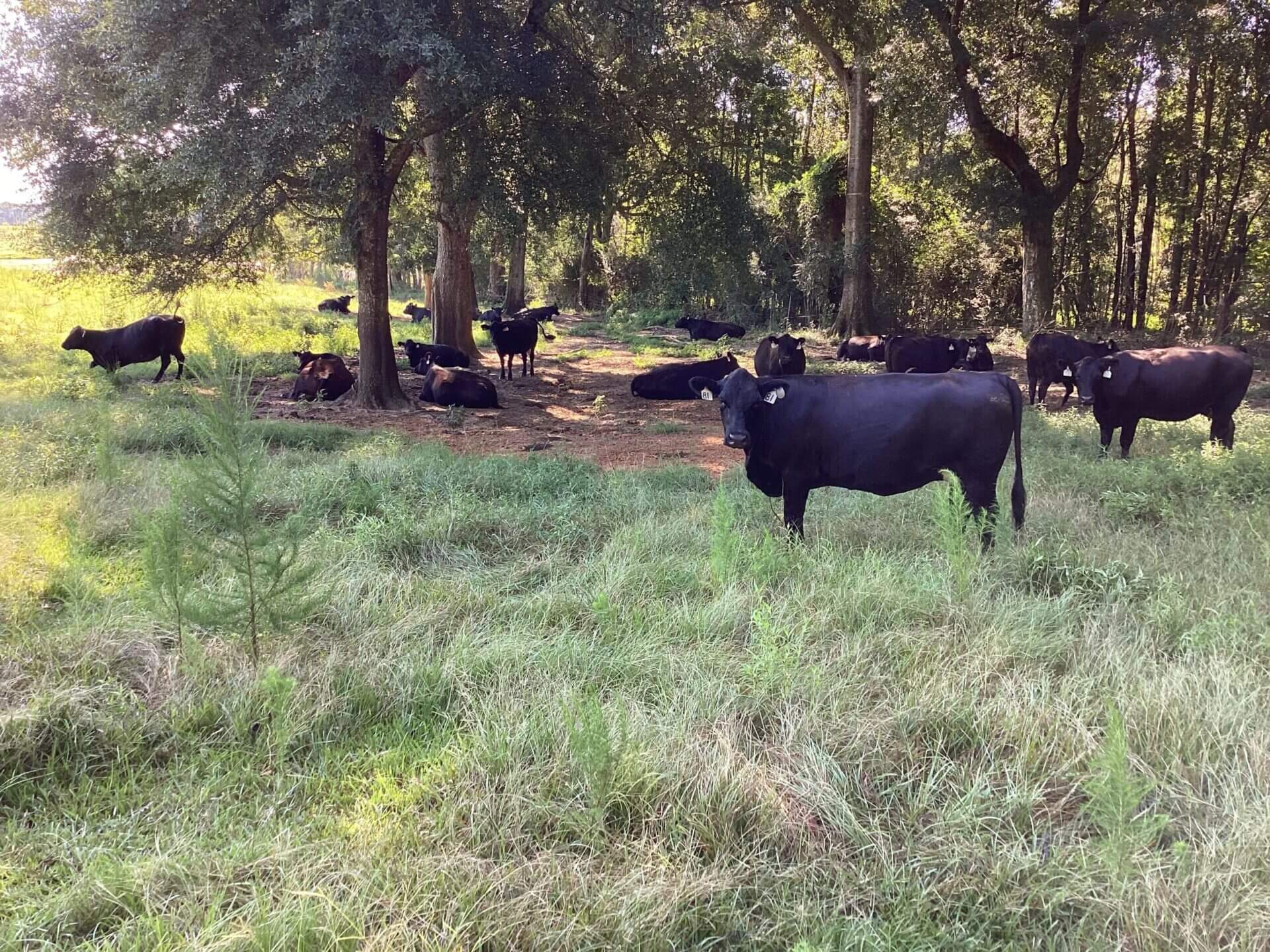 BAGENTS IVY CREEK CHURCH RD CATTLE FARM – 130 ACRES – RUTLEDGE, ALABAMA ...