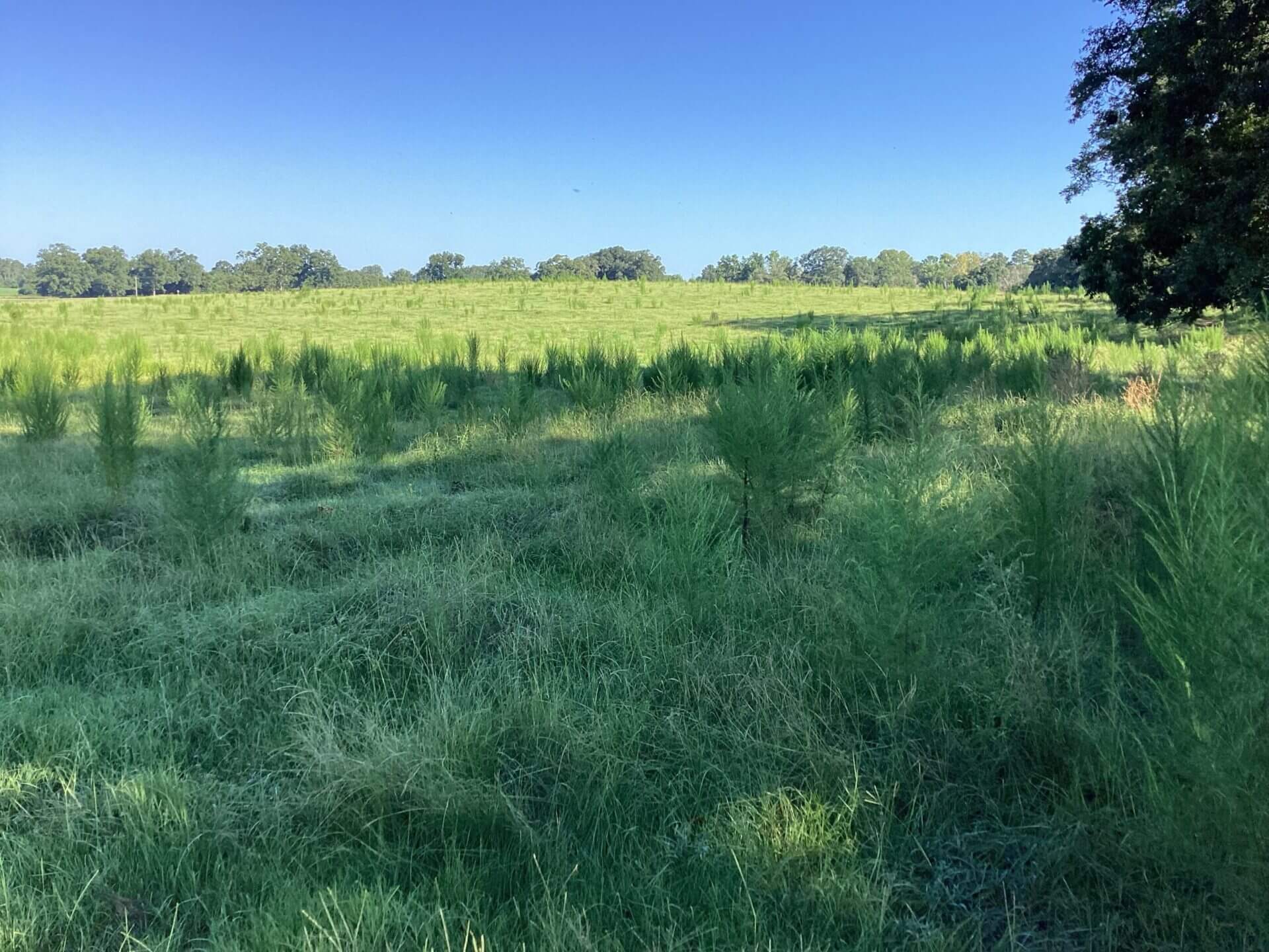 BAGENTS IVY CREEK CHURCH RD CATTLE FARM – 130 ACRES – RUTLEDGE, ALABAMA ...