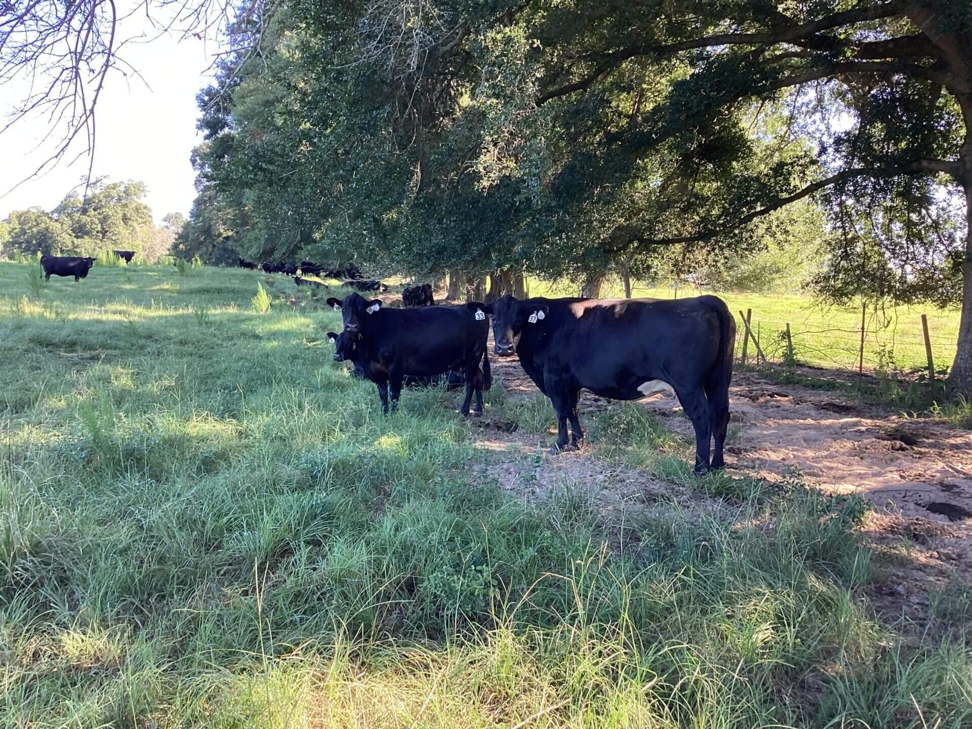 BAGENTS IVY CREEK CHURCH RD CATTLE FARM – 130 ACRES – RUTLEDGE, ALABAMA ...