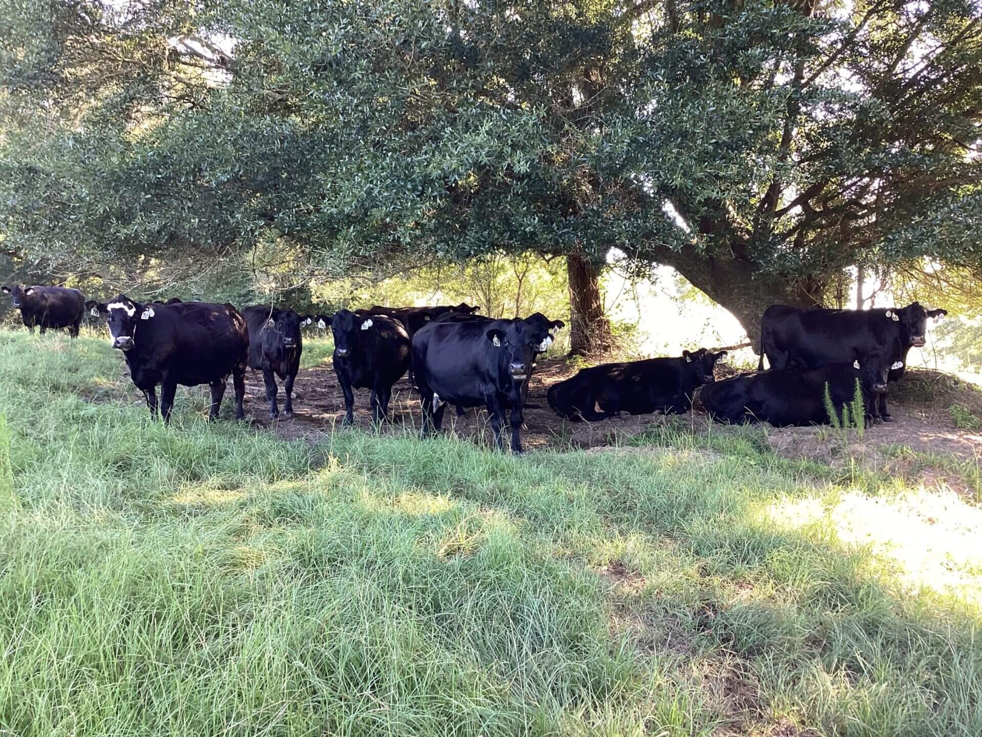 BAGENTS IVY CREEK CHURCH RD CATTLE FARM – 130 ACRES – RUTLEDGE, ALABAMA ...