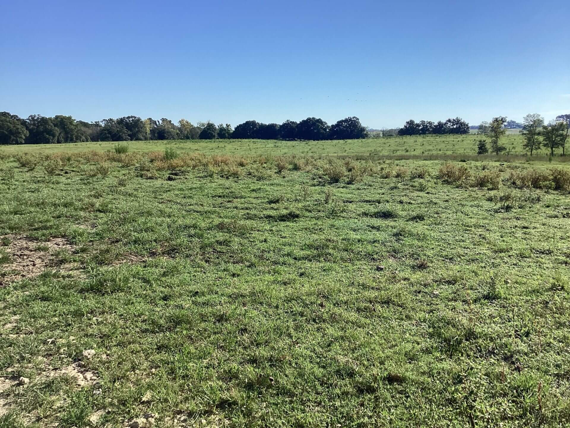 BAGENTS IVY CREEK CHURCH RD CATTLE FARM – 130 ACRES – RUTLEDGE, ALABAMA ...