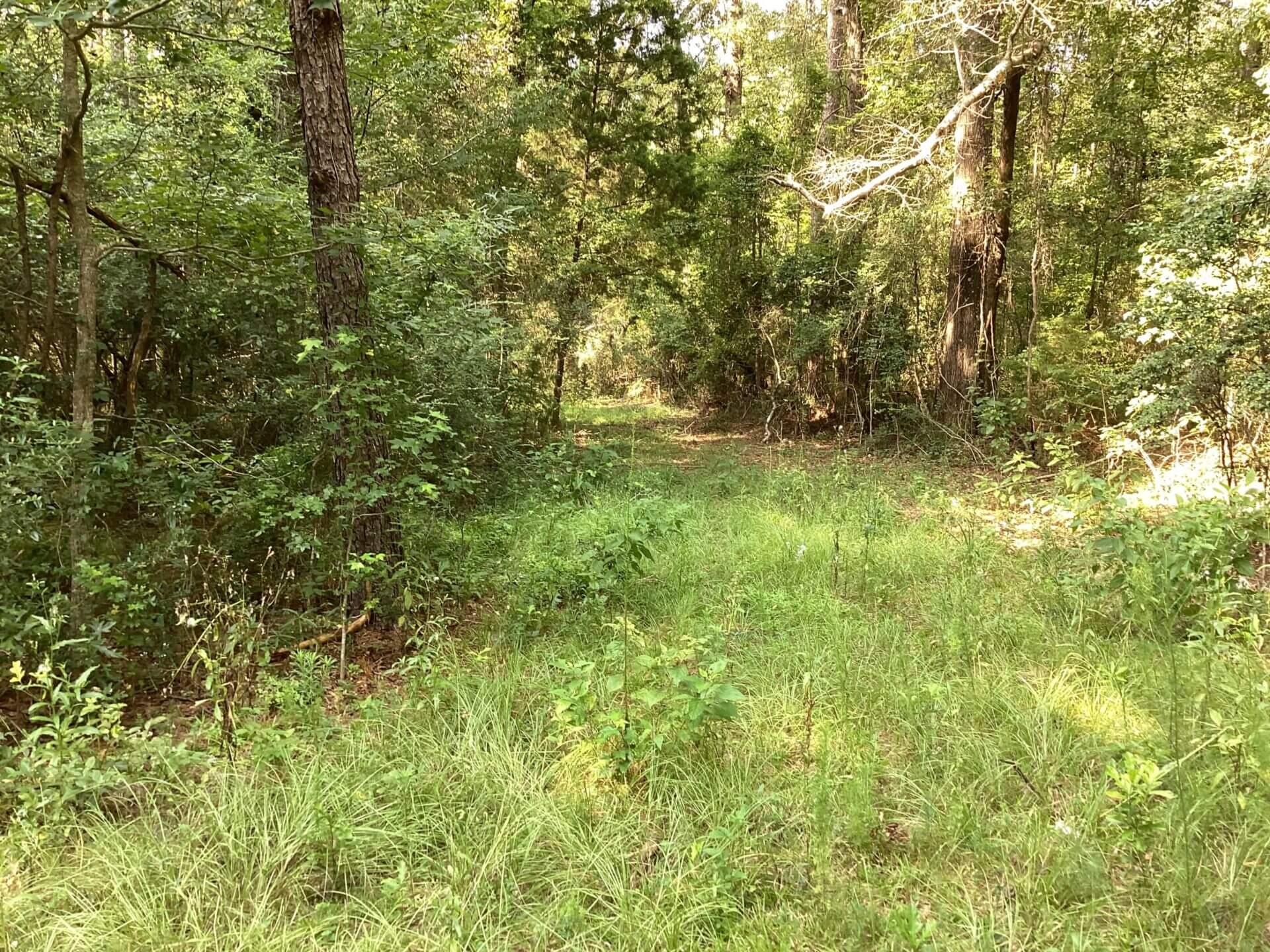 HWY 31 HOUSE AND 40 ACRES BUTLER COUNTY, ALABAMA Butler Land & Timber Co