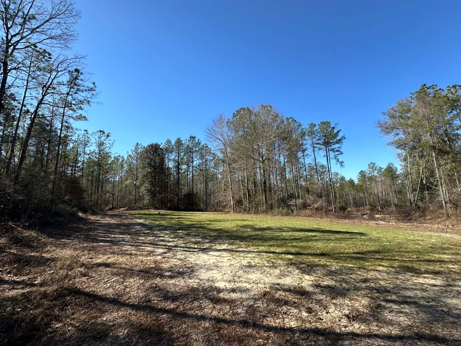 WELLS ROAD TRACT 40+/ ACRES COVINGTON COUNTY, ALABAMA Butler