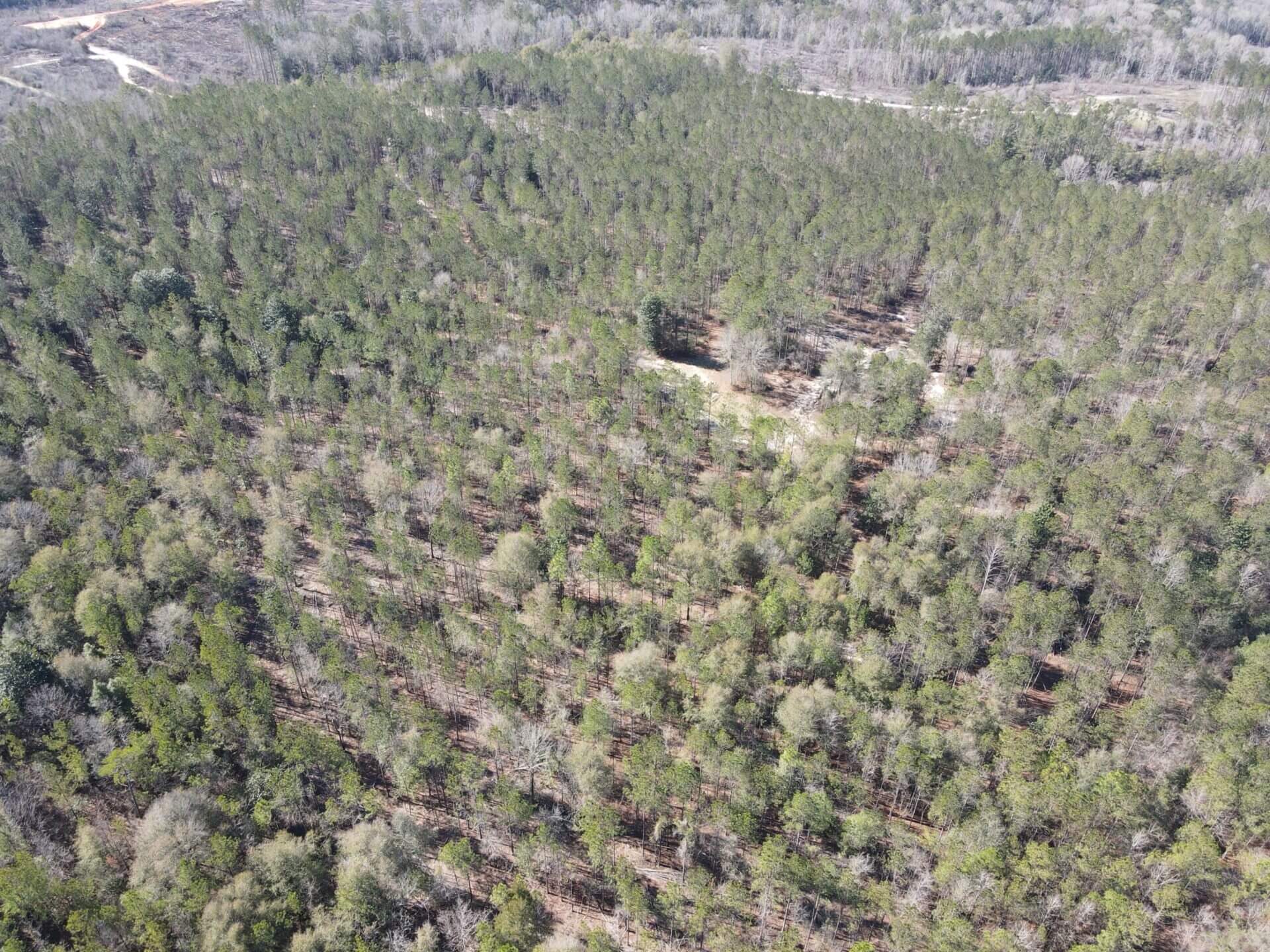 WELLS ROAD TRACT 40+/ ACRES COVINGTON COUNTY, ALABAMA Butler