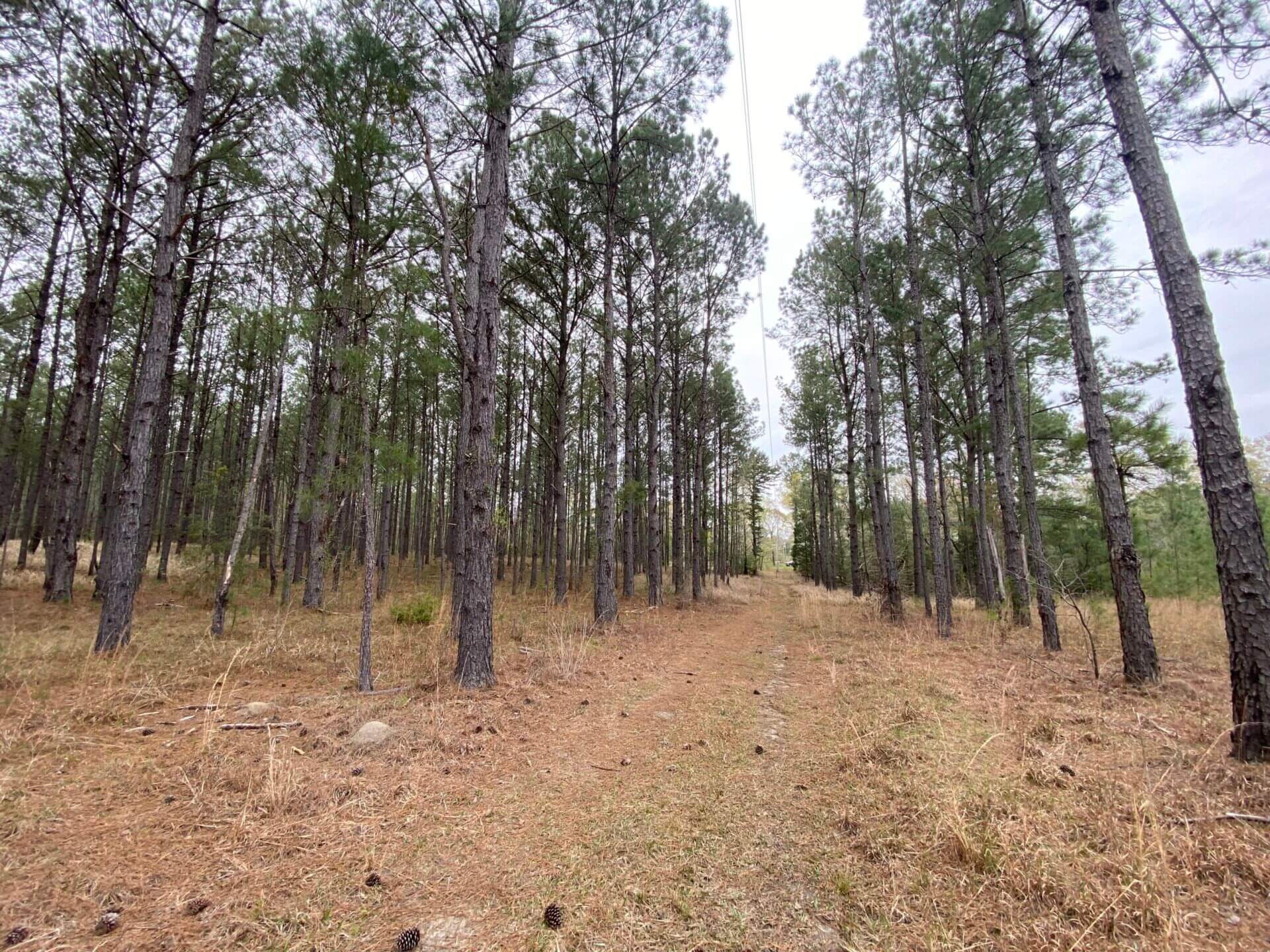HOWARDTOWN 5 ACRES WASHINGTON COUNTY, ALABAMA Butler Land & Timber Co