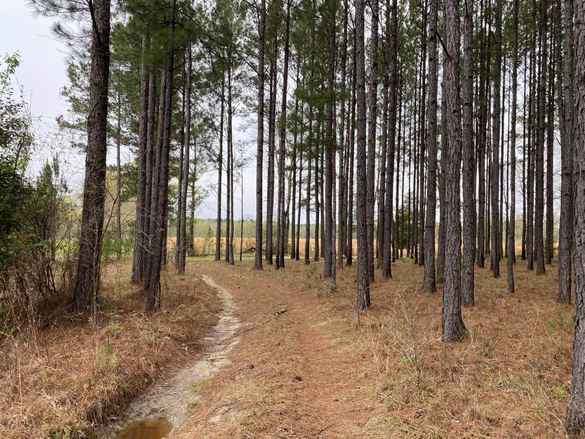 HOWARDTOWN 5 ACRES WASHINGTON COUNTY, ALABAMA Butler Land & Timber Co