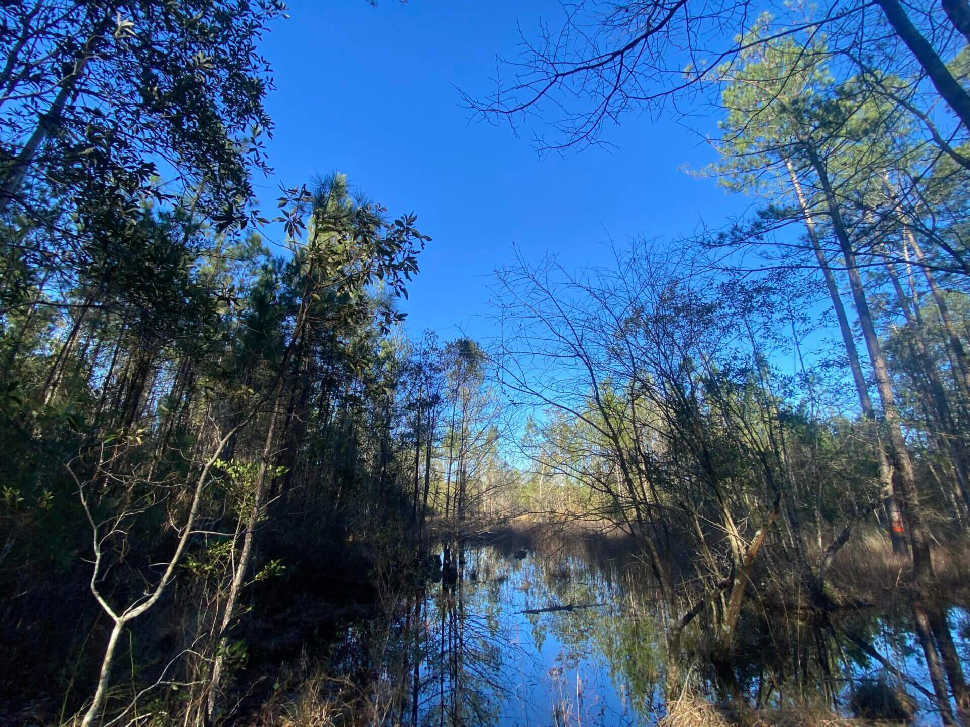 KURTZ FOREST TRACT 40 ACRES GREENE COUNTY, MISSISSIPPI Butler