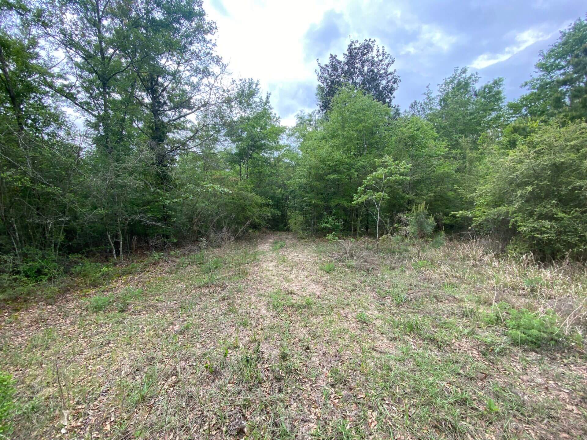 LONNIE WALKER ROAD TRACT 13.5 ACRES CITRONELLE, AL Butler Land