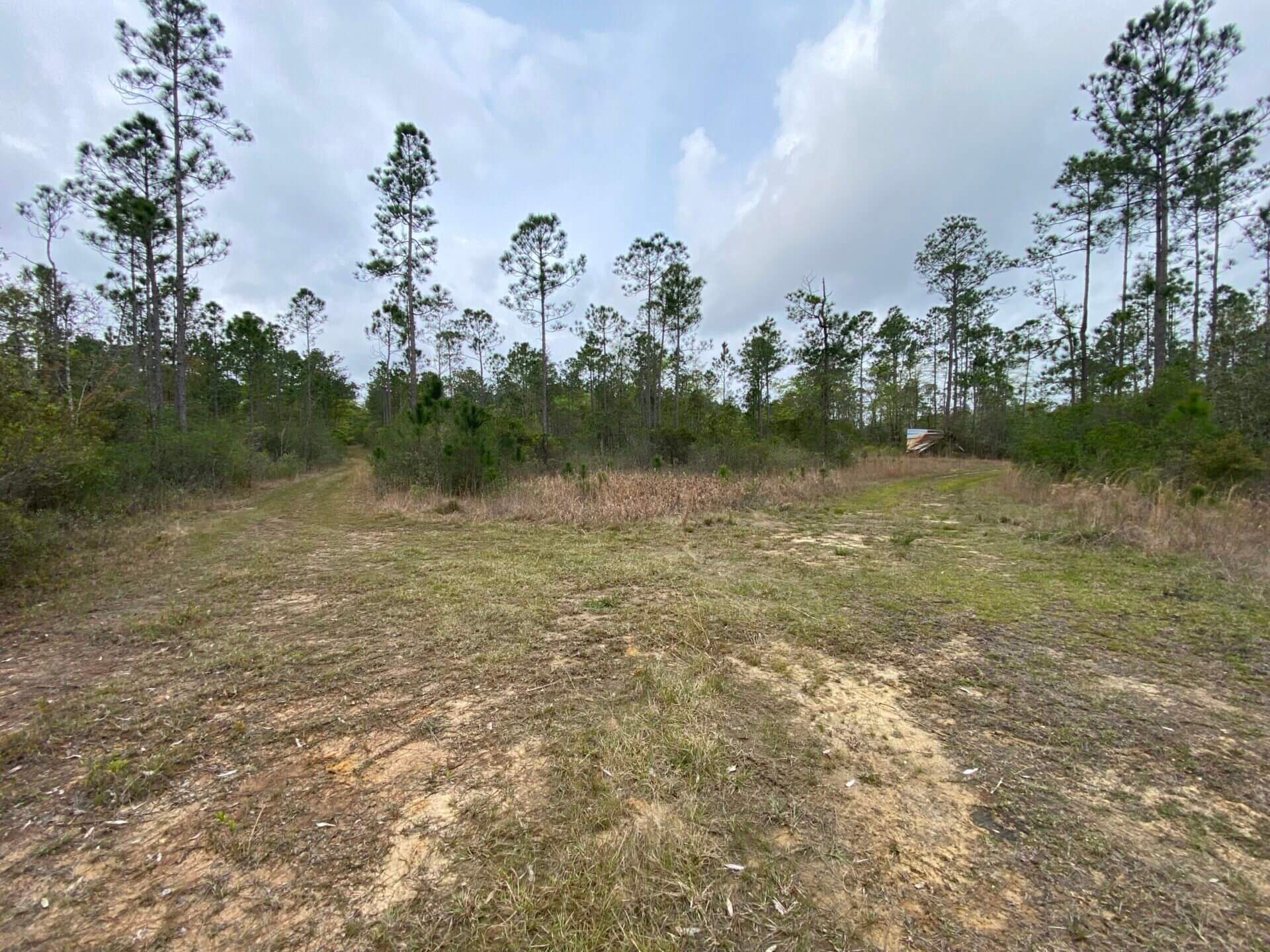TIBBIE 490 ACRES WASHINGTON COUNTY, ALABAMA Butler Land & Timber Co