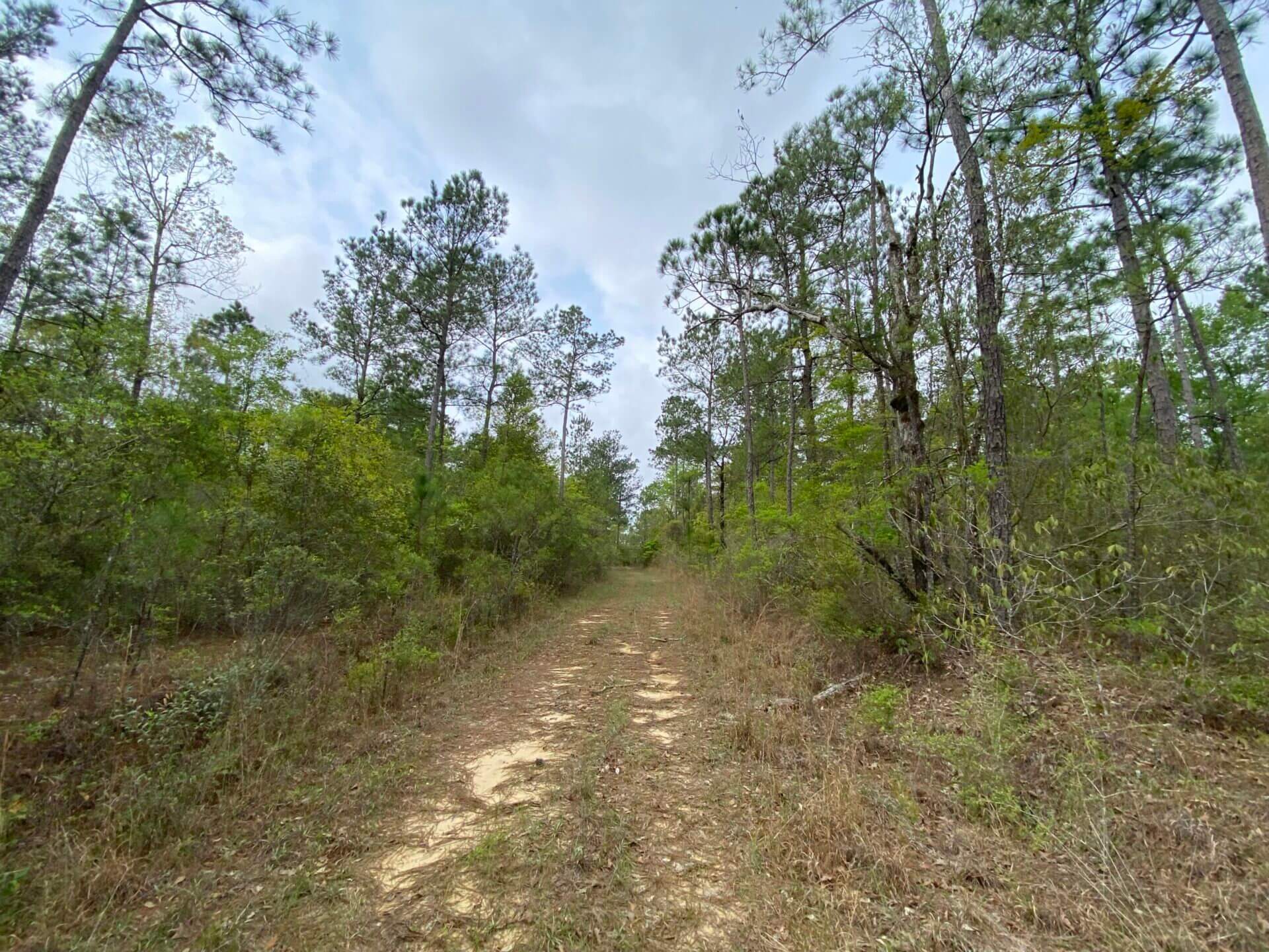 TIBBIE 490 ACRES WASHINGTON COUNTY, ALABAMA Butler Land & Timber Co