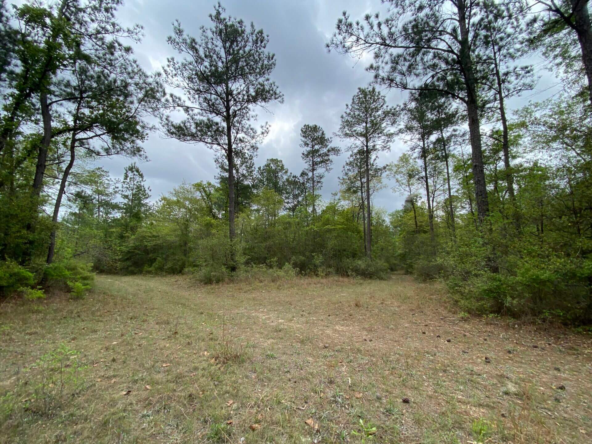 TIBBIE 490 ACRES WASHINGTON COUNTY, ALABAMA Butler Land & Timber Co