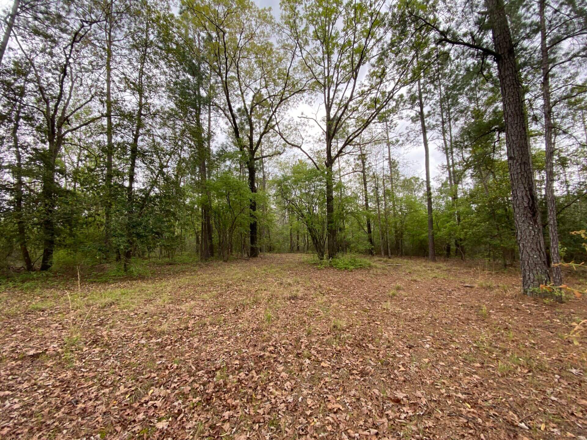 TIBBIE 490 ACRES WASHINGTON COUNTY, ALABAMA Butler Land & Timber Co