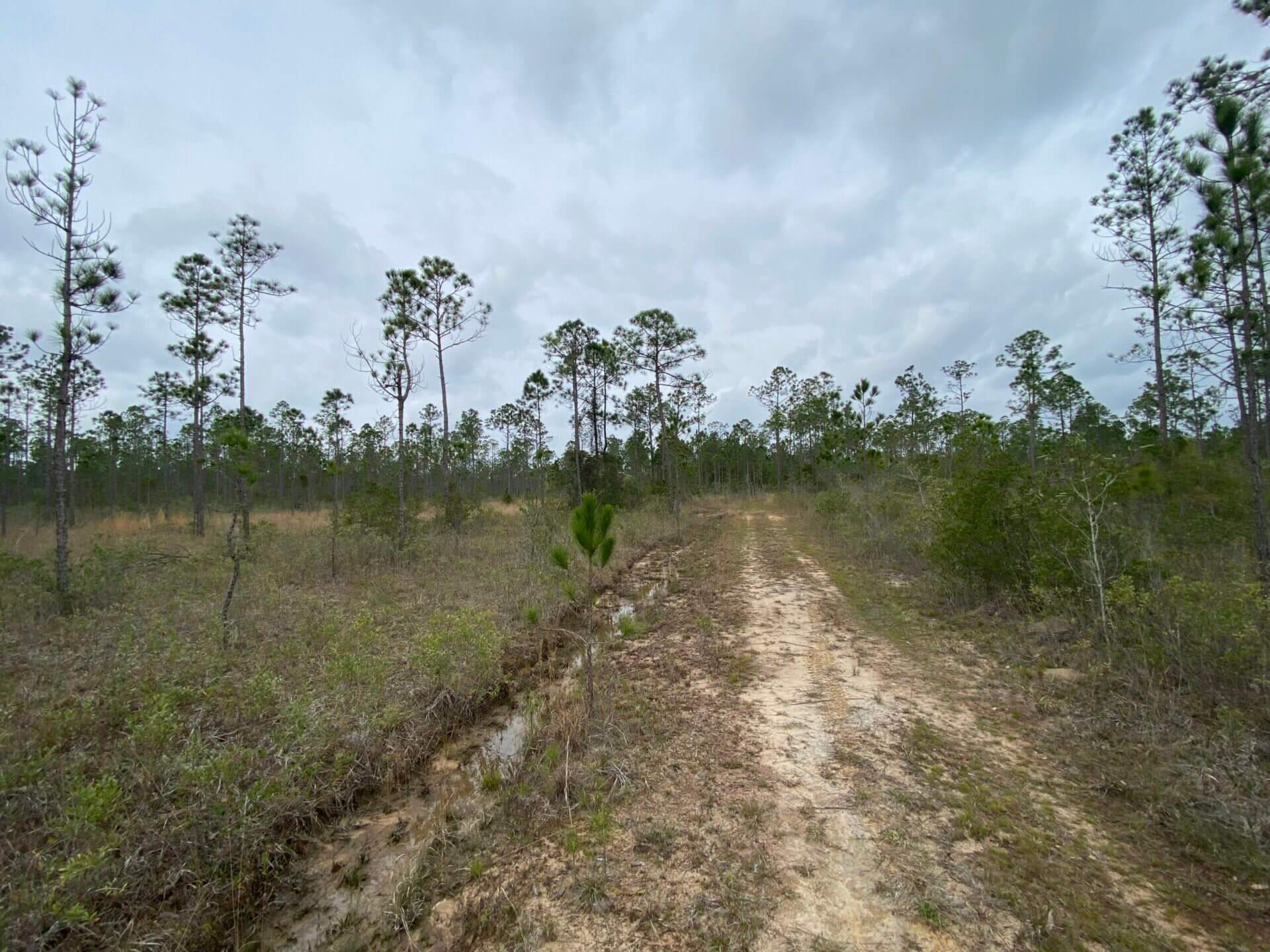 TIBBIE 490 ACRES WASHINGTON COUNTY, ALABAMA Butler Land & Timber Co