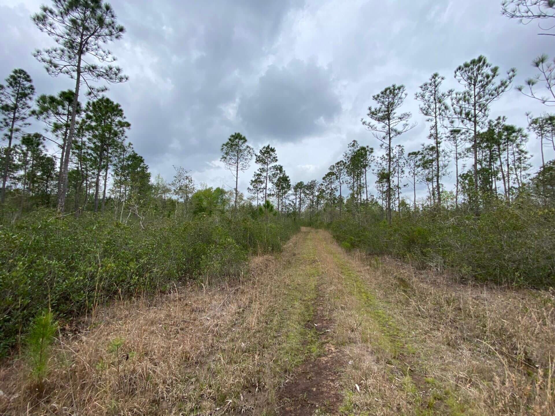 TIBBIE 490 ACRES WASHINGTON COUNTY, ALABAMA Butler Land & Timber Co