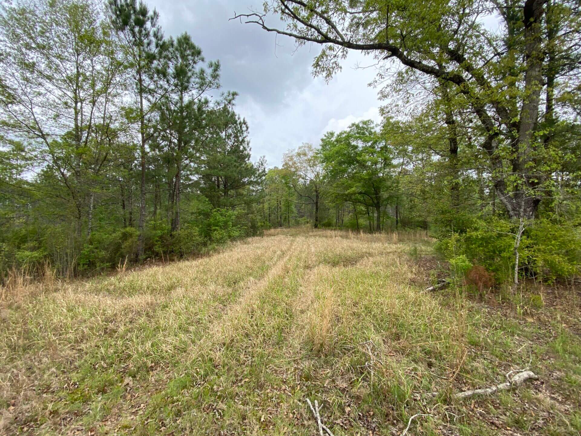 TIBBIE 490 ACRES WASHINGTON COUNTY, ALABAMA Butler Land & Timber Co