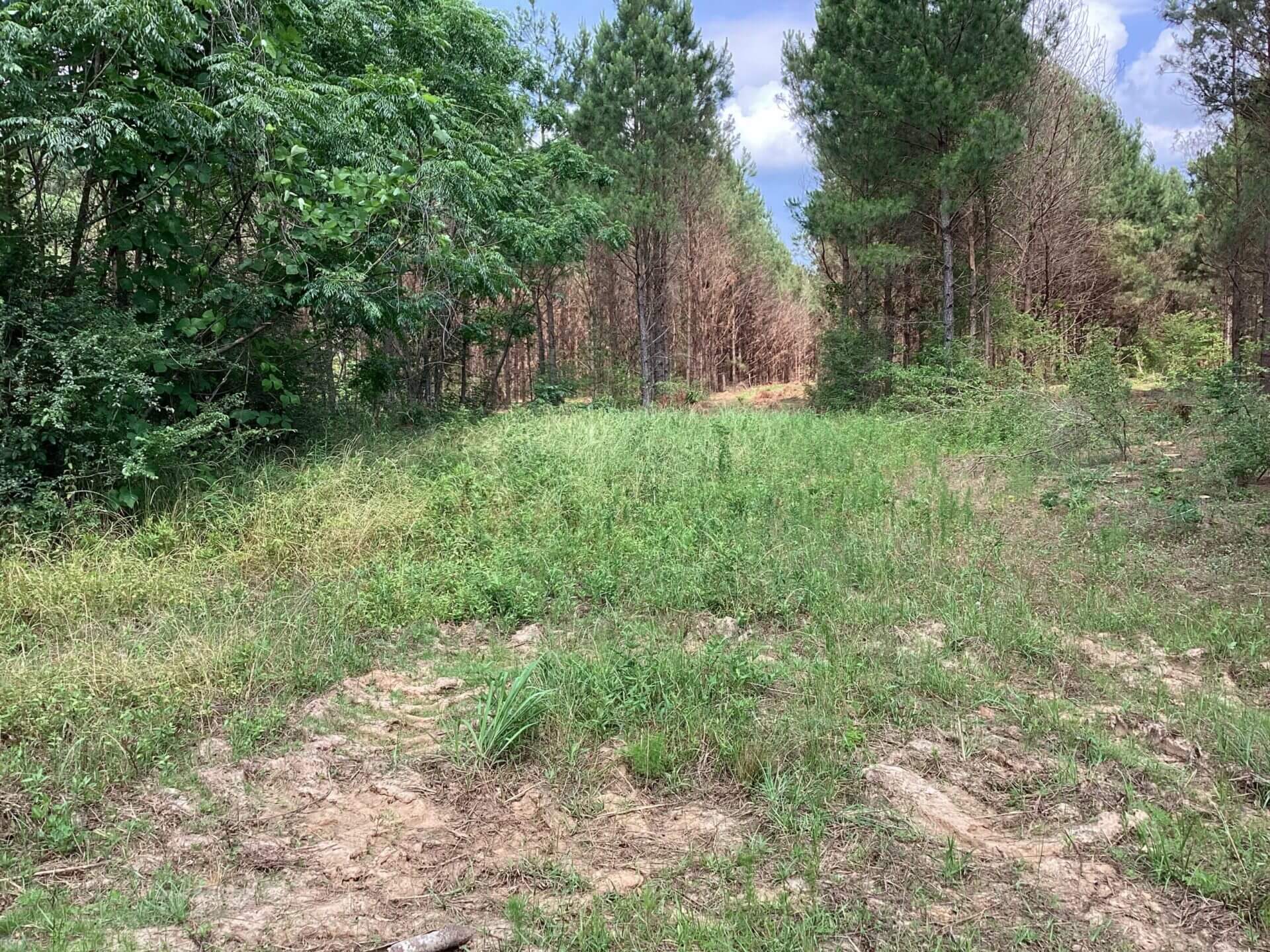 COUNTY ROAD 364 LOTS 5 LOTS 14 +/ ACRES COFFEE COUNTY, ALABAMA