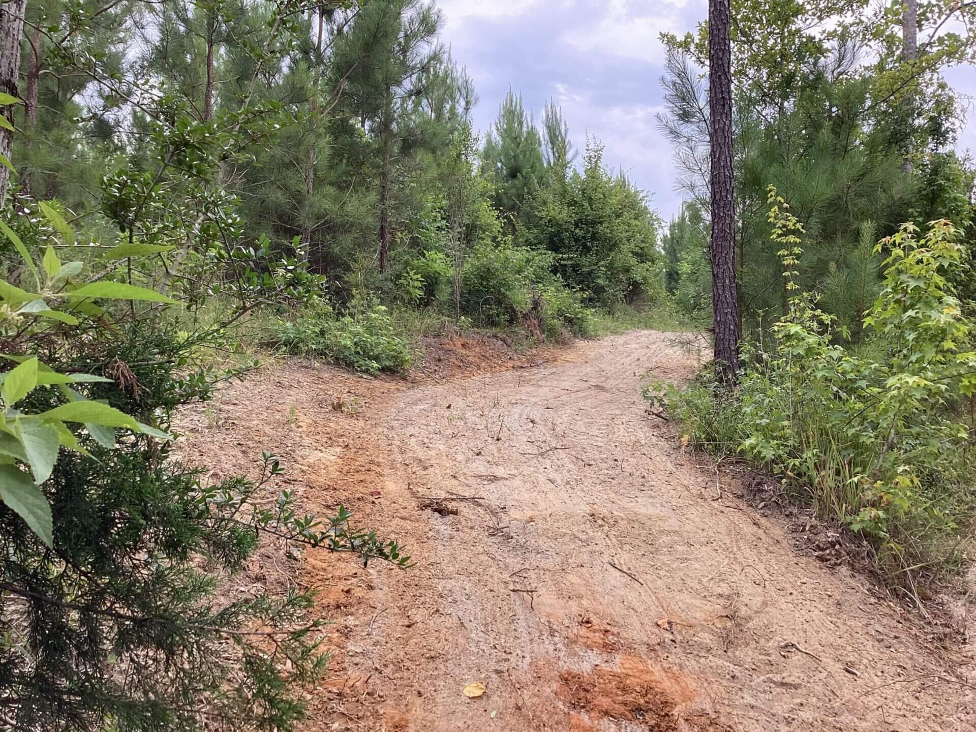 HWY 106 RIVER TRACT 52 +/ ACRES BRANTLEY, ALABAMA Butler Land & Timber Co