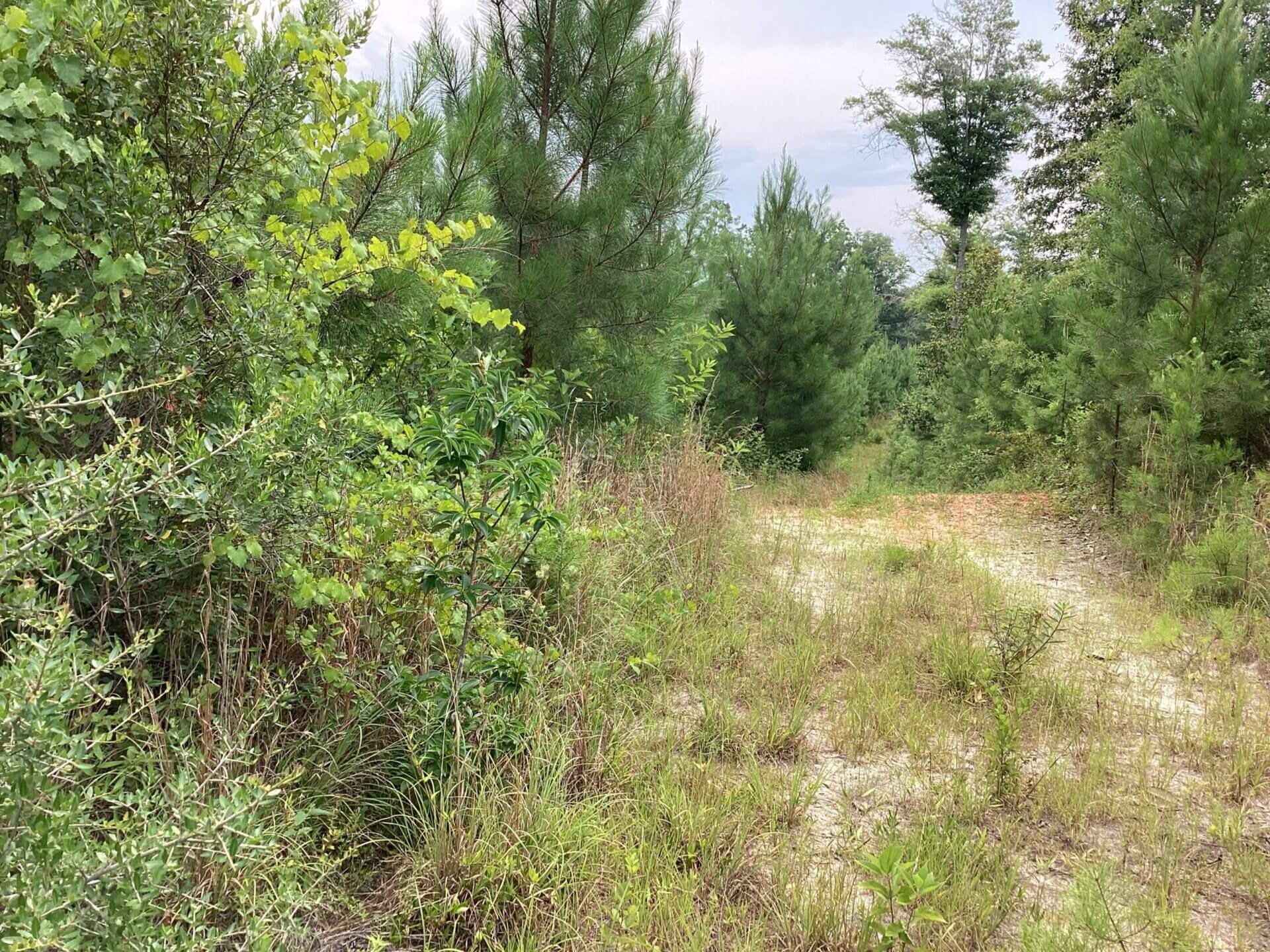 HWY 106 RIVER TRACT 52 +/ ACRES BRANTLEY, ALABAMA Butler Land & Timber Co