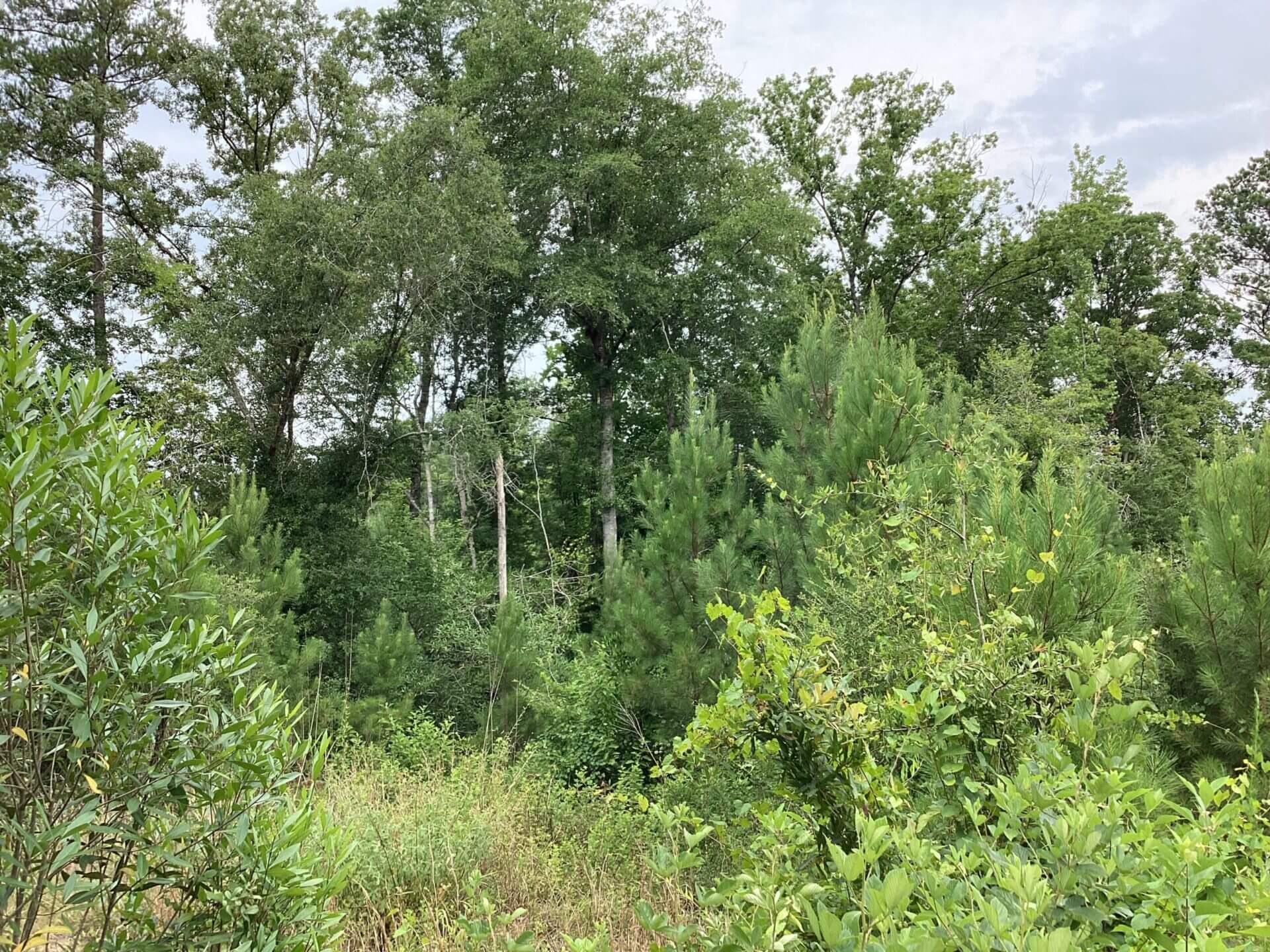 HWY 106 RIVER TRACT 52 +/ ACRES BRANTLEY, ALABAMA Butler Land & Timber Co