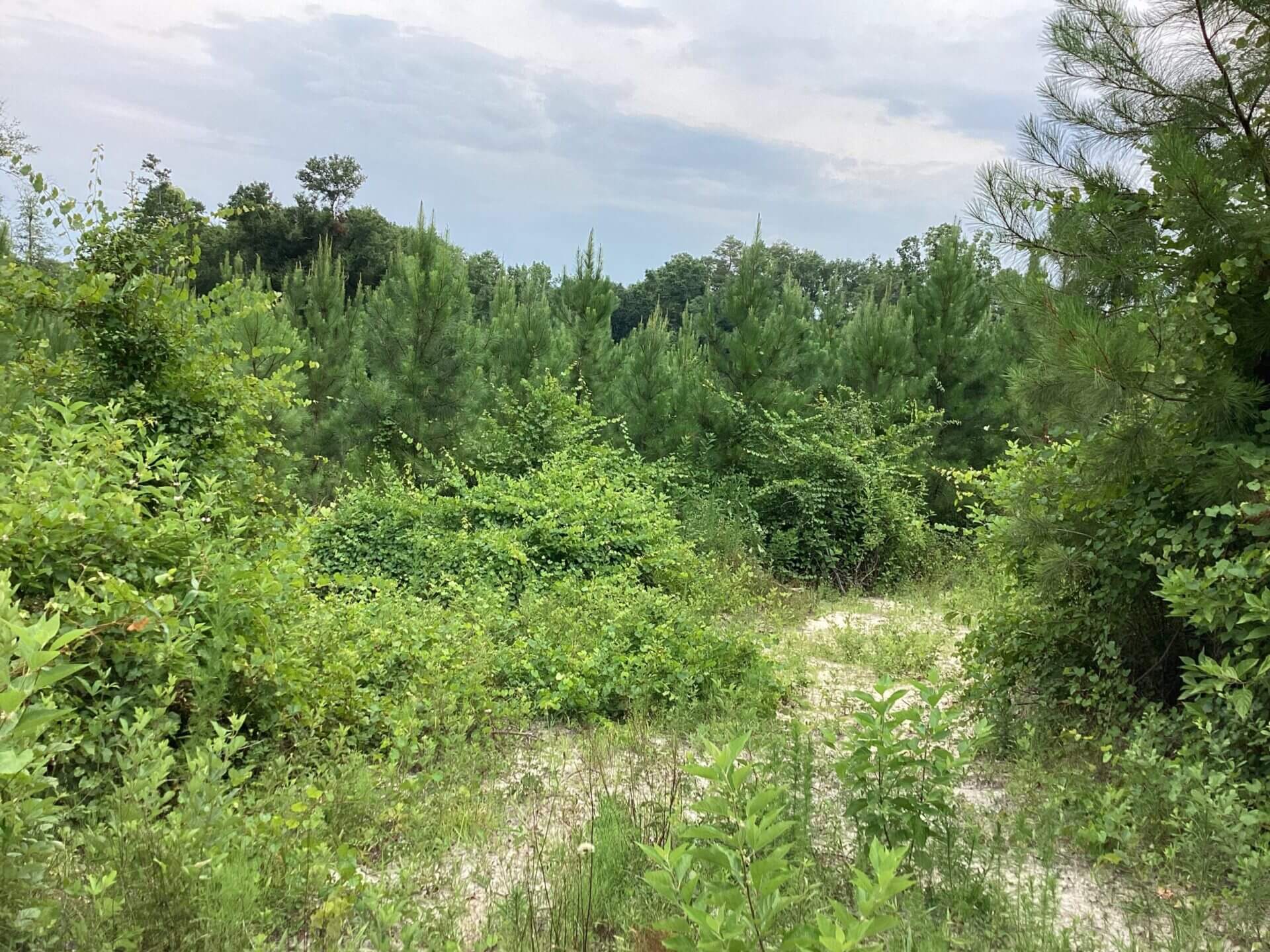 HWY 106 RIVER TRACT 52 +/ ACRES BRANTLEY, ALABAMA Butler Land