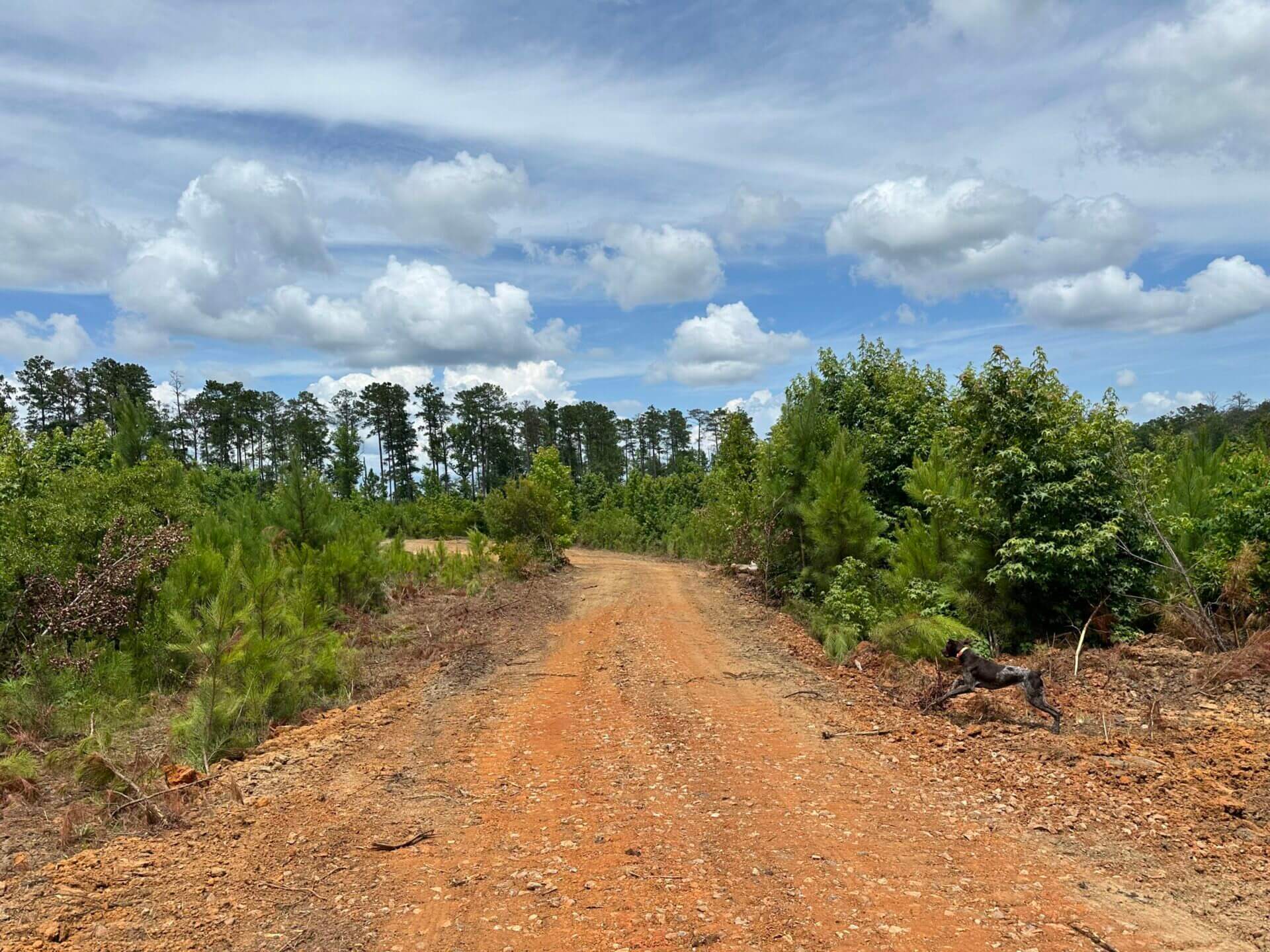 FIRETOWER ROAD LOT 1 12 ACRES BUTLER COUNTY, ALABAMA Butler Land