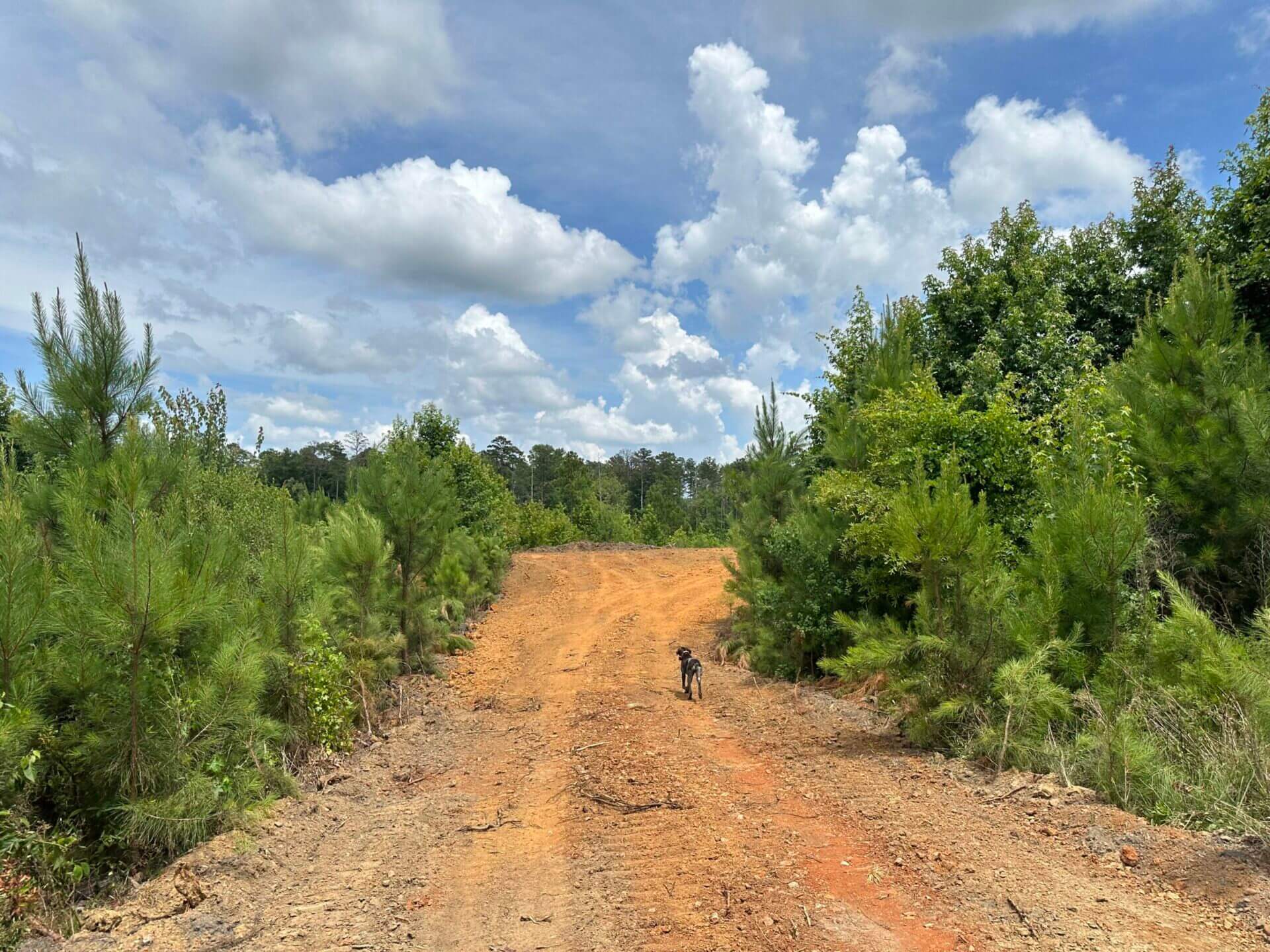 FIRETOWER ROAD LOT 2 6 ACRES BUTLER COUNTY, ALABAMA Butler Land