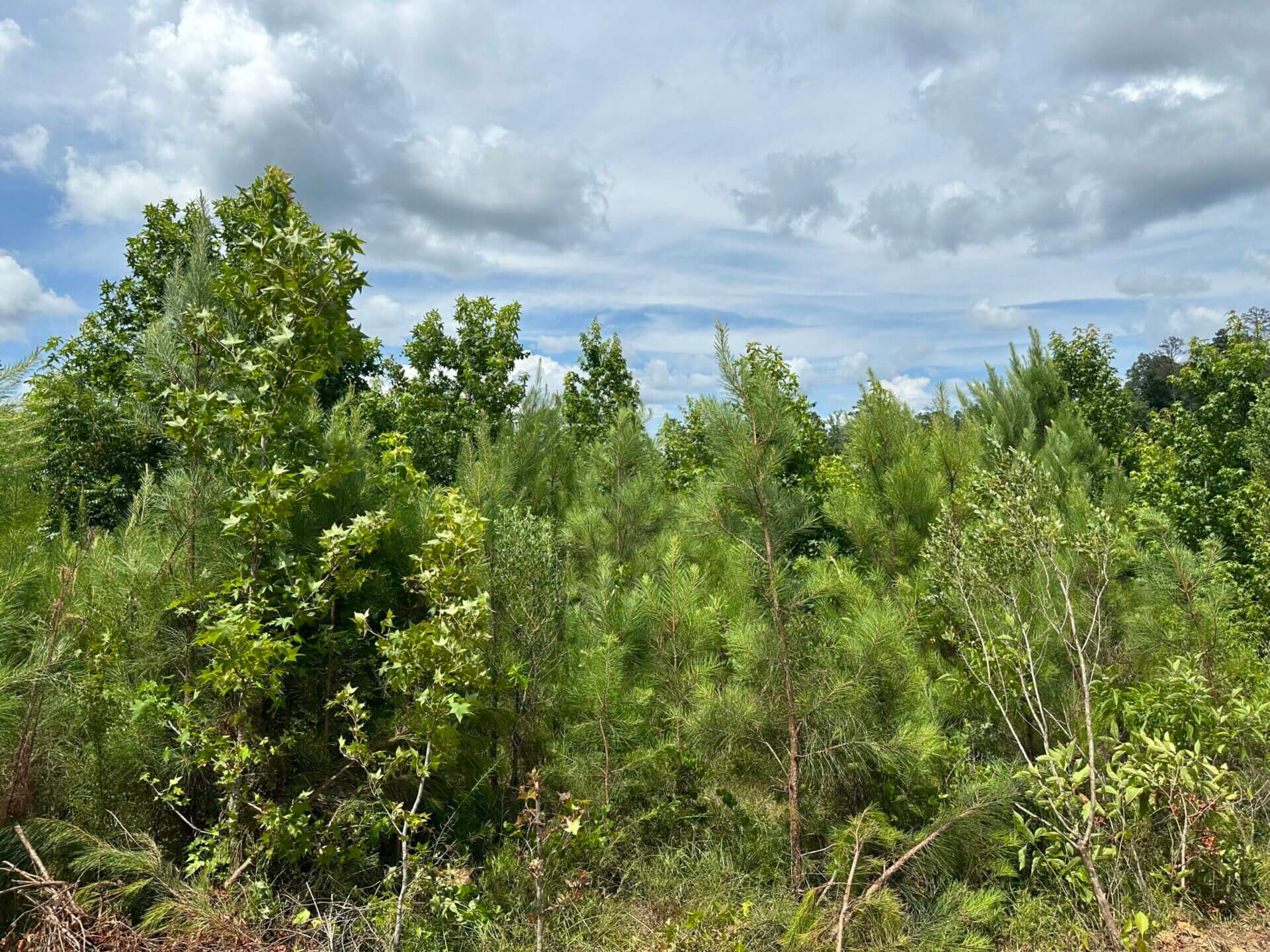 FIRETOWER ROAD LOT 3 6 ACRES BUTLER COUNTY, ALABAMA Butler Land