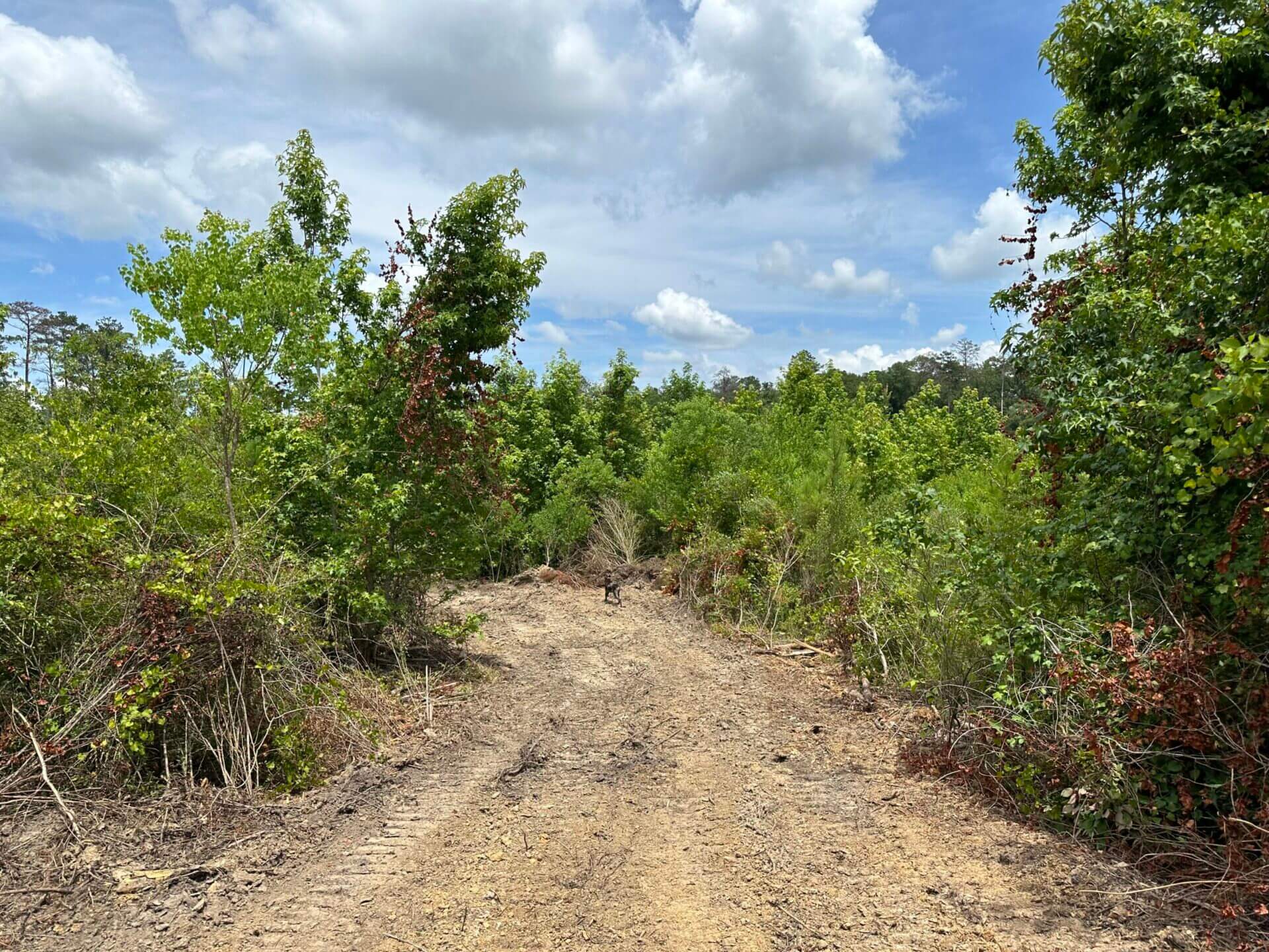 FIRETOWER ROAD LOT 1 12 ACRES BUTLER COUNTY, ALABAMA Butler Land